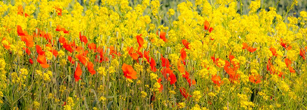 USA-Washington State-Palouse red poppies and yellow canola art print by Sylvia Gulin for $57.95 CAD